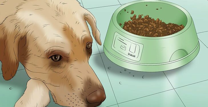 Est-ce que je peu donner un Doliprane à mon chien ?