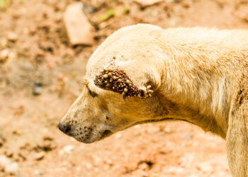 Est-ce que je peux attraper les tiques de mon chien ?