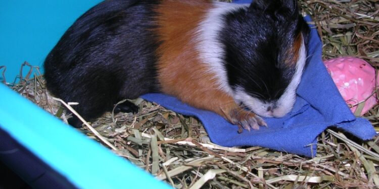 Est-ce que je peux dormir avec mon cochon d'Inde ?