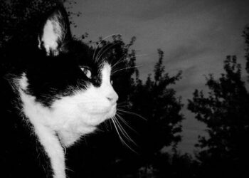 Est-ce que je peux laisser mon chat dehors toute la nuit ?