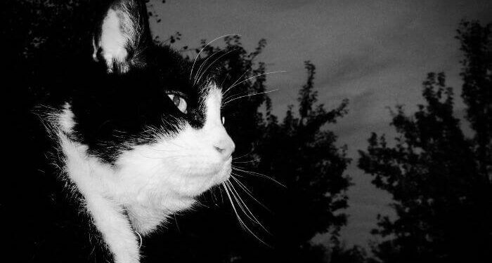 Est-ce que je peux laisser mon chat dehors toute la nuit ?