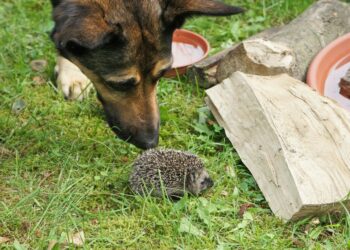 Est-ce que je peux laisser mon chien dans le jardin ?