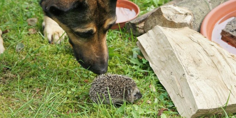 Est-ce que je peux laisser mon chien dans le jardin ?