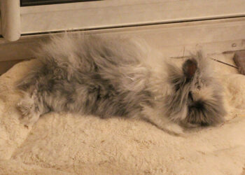 Est-ce que je peux laisser mon lapin dans le noir ?