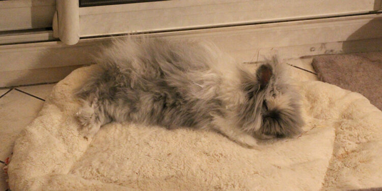 Est-ce que je peux laisser mon lapin dans le noir ?