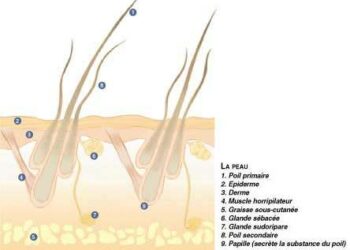 Est-ce que je peux laver mon chien avec du savon de Marseille ?