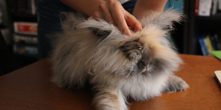 Est-ce que je peux laver mon lapin ?