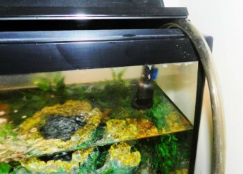 Est-ce que je peux mettre de l'eau déminéralisée dans mon aquarium ?