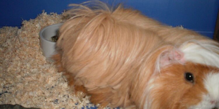 Est-ce que je peux mettre mon cochon d'Inde dans l'eau ?