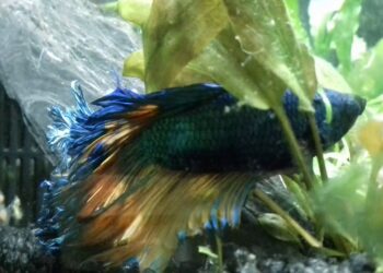 Est-ce que je peux mettre un combattant avec d'autres poissons ?