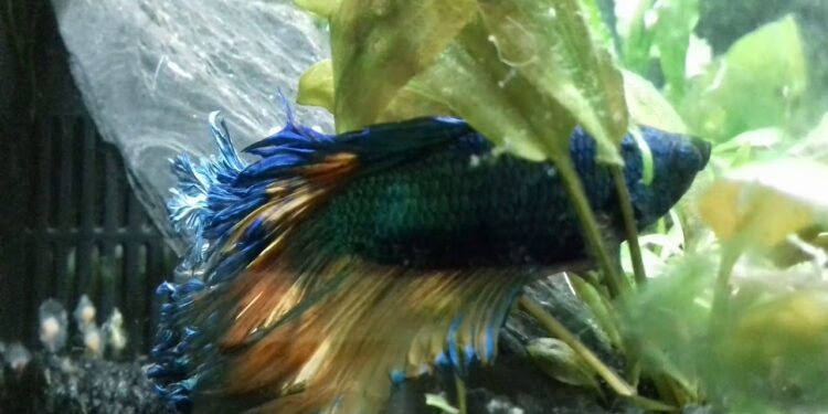 Est-ce que je peux mettre un combattant avec d'autres poissons ?