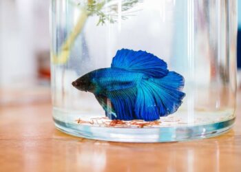 Est-ce que je peux mettre un combattant avec d'autres poissons ?