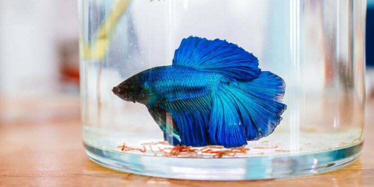 Est-ce que je peux mettre un combattant avec d'autres poissons ?