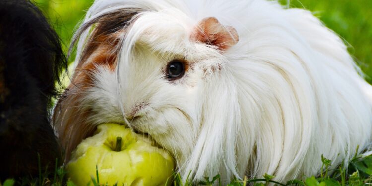 Est-ce que la banane est bon pour les cochons d'Inde ?