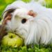 Est-ce que la banane est bon pour les cochons d'Inde ?