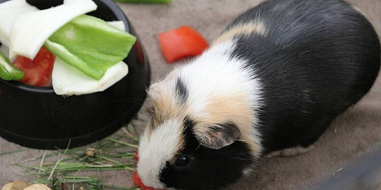 Est-ce que la banane est bon pour les cochons d'Inde ?