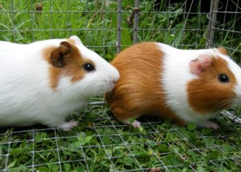 Est-ce que la banane est bon pour les cochons d'Inde ?