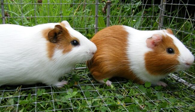 Est-ce que la banane est bon pour les cochons d'Inde ?