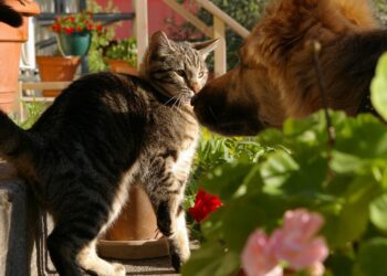 Est-ce que la banane est toxique pour les chiens ?