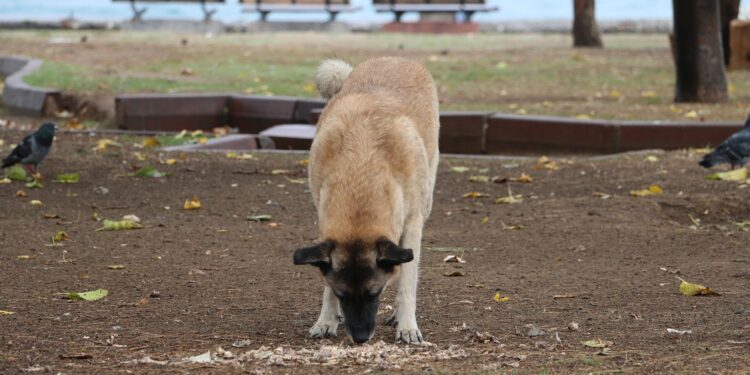 Est-ce que la banane est toxique pour les chiens ?