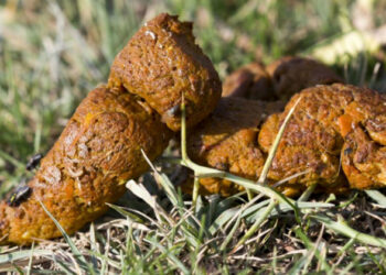 Est-ce que la banane est toxique pour les chiens ?