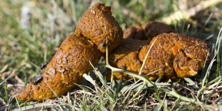 Est-ce que la banane est toxique pour les chiens ?