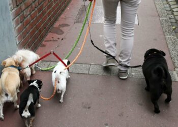Est-ce que la banane est toxique pour les chiens ?