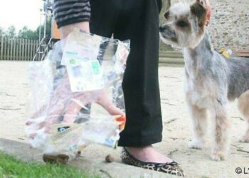 Est-ce que la banane est toxique pour les chiens ?