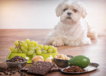 Est-ce que la banane est toxique pour les chiens ?