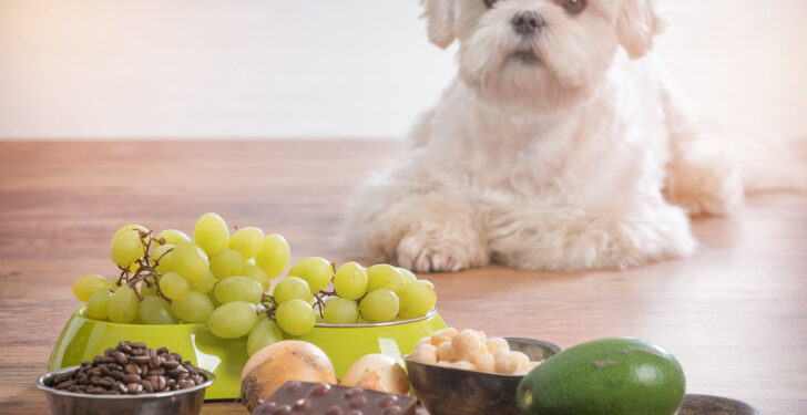 Est-ce que la banane est toxique pour les chiens ?