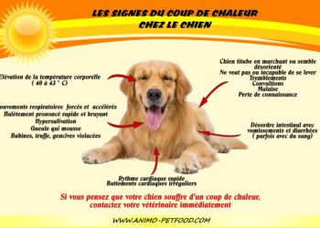 Est-ce que la chaleur fatigue les chiens ?
