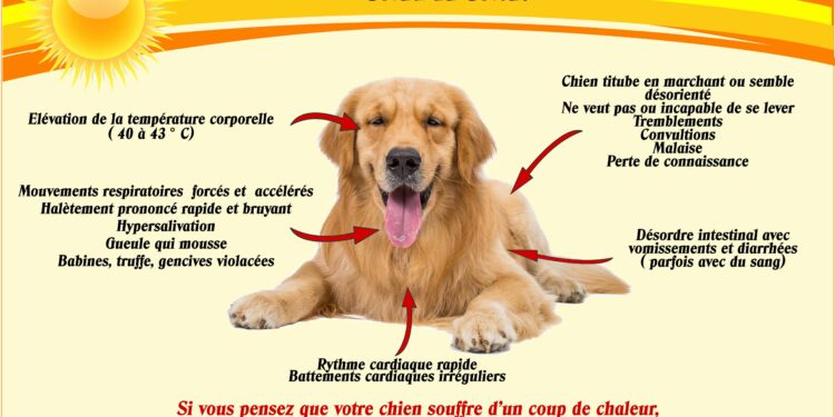 Est-ce que la chaleur fatigue les chiens ?