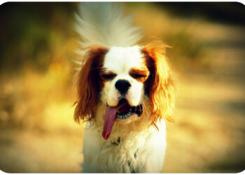 Est-ce que la chaleur fatigue les chiens ?