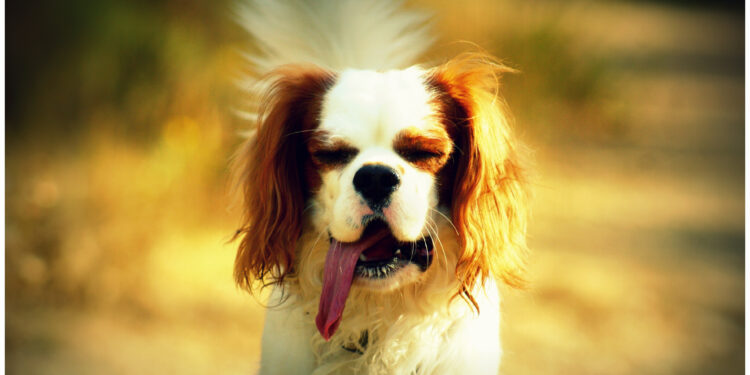 Est-ce que la chaleur fatigue les chiens ?