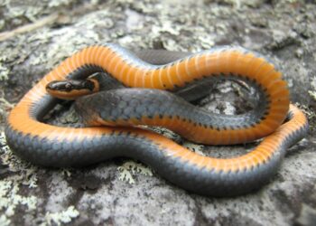 Est-ce que la couleuvre attaque ?