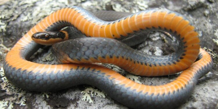 Est-ce que la couleuvre attaque ?