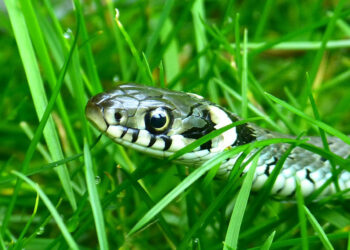 Est-ce que la couleuvre attaque ?