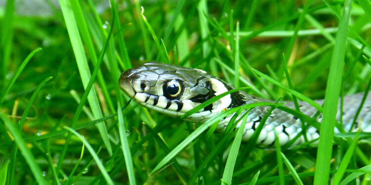 Est-ce que la couleuvre attaque ?