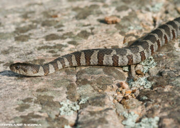 Est-ce que la couleuvre attaque ?