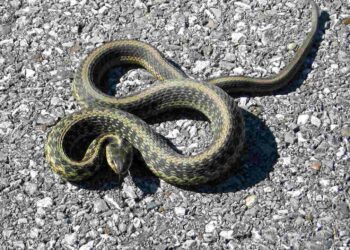 Est-ce que la couleuvre attaque ?