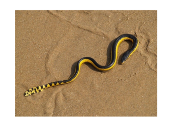 Est-ce que la couleuvre attaque ?