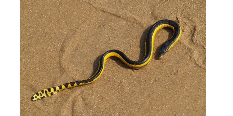 Est-ce que la couleuvre attaque ?