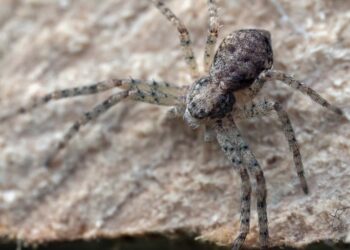 Est-ce que la couleuvre attaque ?