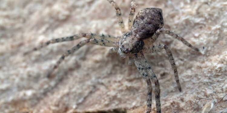 Est-ce que la couleuvre attaque ?