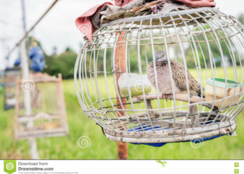 Est-ce que la femelle colombe chante ?
