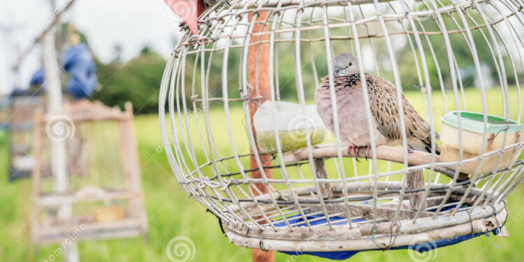 Est-ce que la femelle colombe chante ?