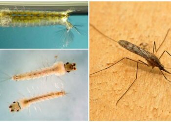 Est-ce que la javel tue les larves de moustiques ?