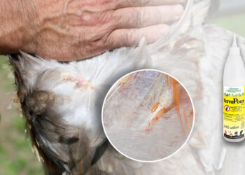 Est-ce que la javel tue les poux rouges ?