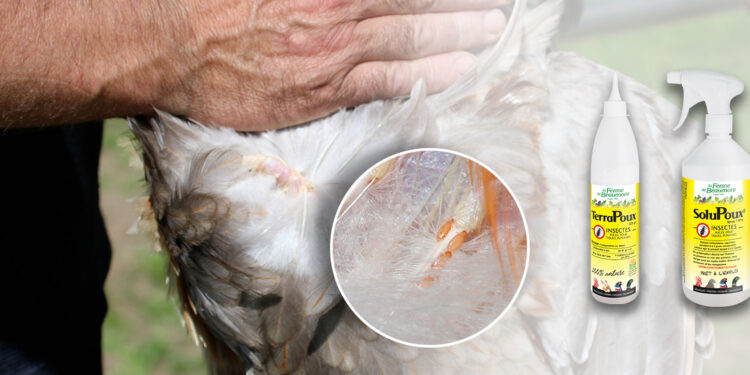 Est-ce que la javel tue les poux rouges ?