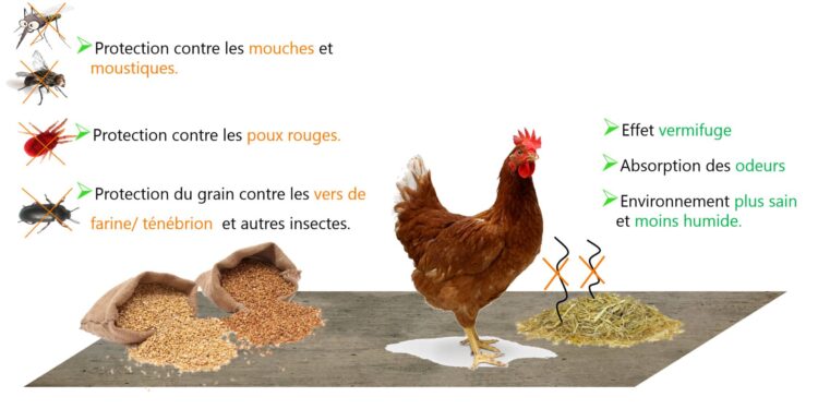 Est-ce que la javel tue les poux rouges ?